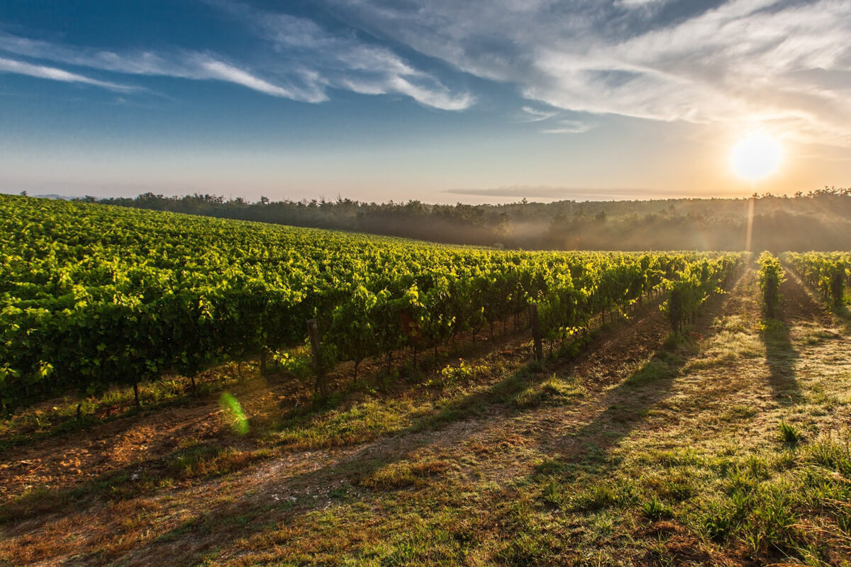 vini-colli-di-maremma