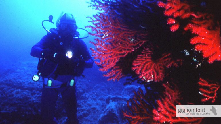 Coralli con Diver, Immersione all'Isola del Giglio, Toscana