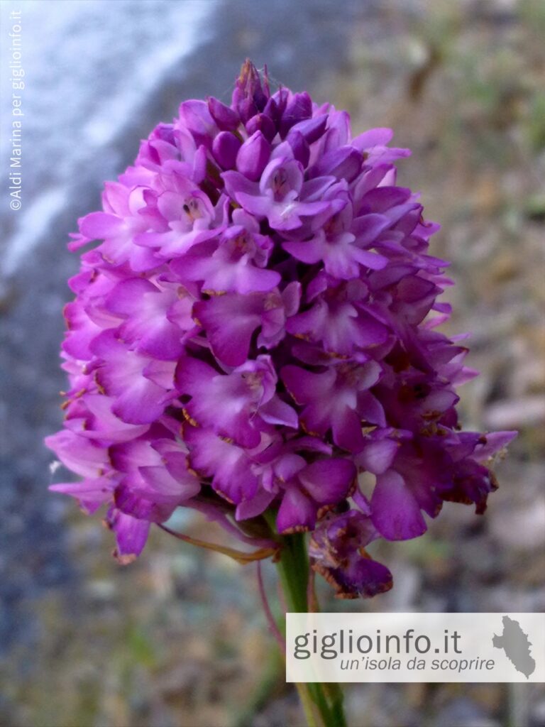 Fiore Orchidee Isola del Giglio