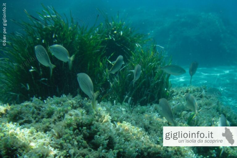 Snorkeling nella baia dell'Arenella con pesci saraghi e prateria di posidonia