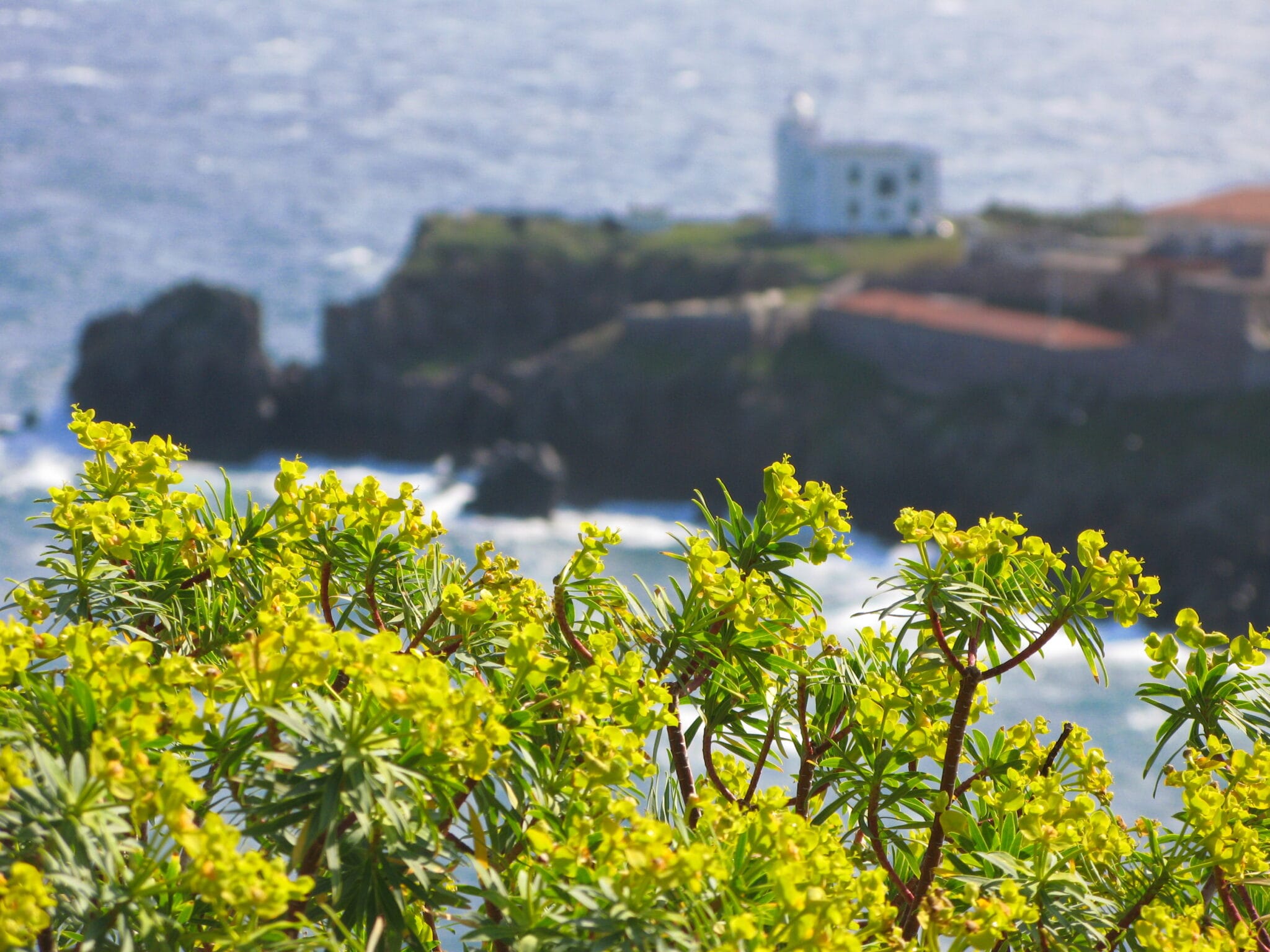 Fiori dell' euphorbia arborea all'Isola di Capria